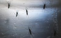 Scientists Find Zika Might Be Transmitted by Oral Sex