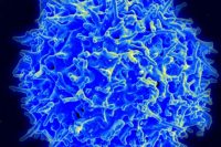 FDA Lets Juno Jump Back Into T-Cell Trial, Minus One Chemo Drug