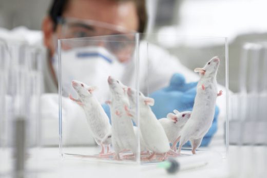 Genetically modified mice could sniff out harmful chemicals