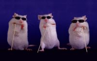 Scientists partially restore blind mice’s eyesight