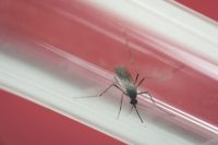 Volunteers needed to get infected with Zika for science