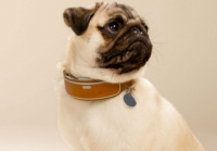 Smart dog collars could be the next big thing in wearables