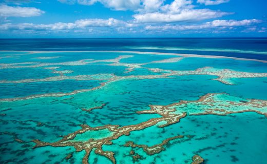 Climate change could bleach most coral reefs within the century