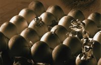 Dinosaur eggs reveal one possible reason why they went extinct