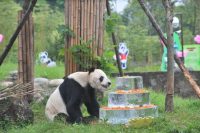 The World’s Oldest Male Panda in Captivity Has Died, Aged 31