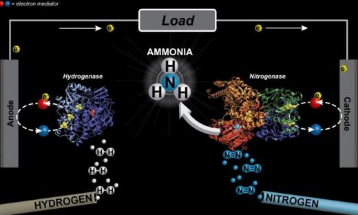 Researchers discover a better way to make ammonia