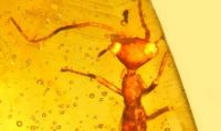 Alien-Like Insect Belonging To Dinosaur-Era Found In Amber; Features Resemble E.T.