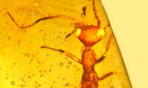 Alien-Like Insect Belonging To Dinosaur-Era Found In Amber; Features Resemble E.T.