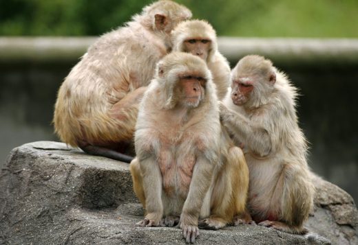 Injectable male contraceptive tested successfully on monkeys