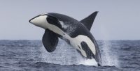 Study On Killer Whales Help Scientists Find Out Why Orcas Menopause