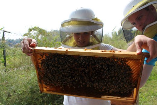 Bee Corp. Aims to Help Beekeepers Fight Colony Collapse Disorder