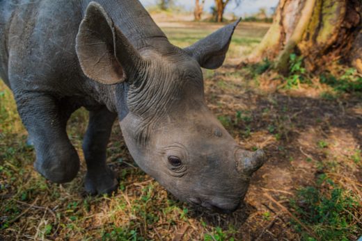 PSVR goes on safari with ‘Virry VR’ nature documentary