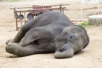 Smartwatch implants help track elephant sleep patterns