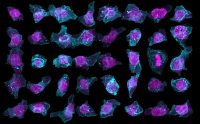 AI predicts the layout of human stem cells