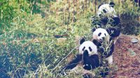 How I Got My Dream Job Traveling The World And Taking Care Of Pandas