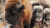 Meet The Father-Son Duo Importing American Bison To Siberia To Save The Planet