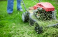 Scientists discover shortcut for turning grass into plane fuel
