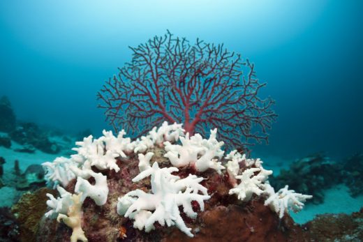 Artificially bright clouds might save the Great Barrier Reef