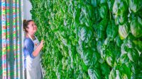 Has This Silicon Valley Startup Finally Nailed The Indoor Farming Model?