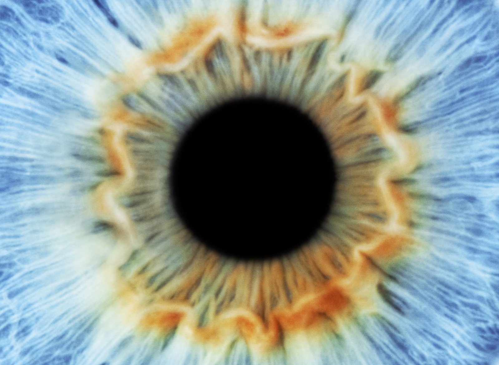 Artificial iris responds to light like real eyes | DeviceDaily.com