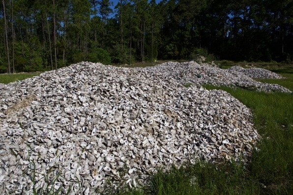 Restaurants Are Returning Their Empty Oyster Shells To The Ocean To Rebuild Decimated Reefs | DeviceDaily.com