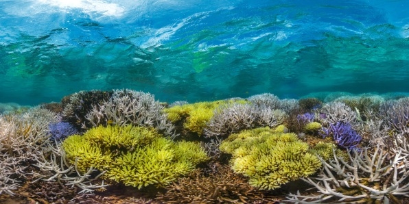 Stop Right Now And Watch “Chasing Coral” To Understand What We’ve Done To The Ocean | DeviceDaily.com