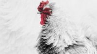 A New Way To Insulate Your House: Chicken Feathers