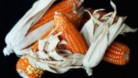 Could Biofortified Crops Be The Key To Solving Global Hunger?