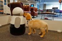 Kuri home robot can tell your pets from people