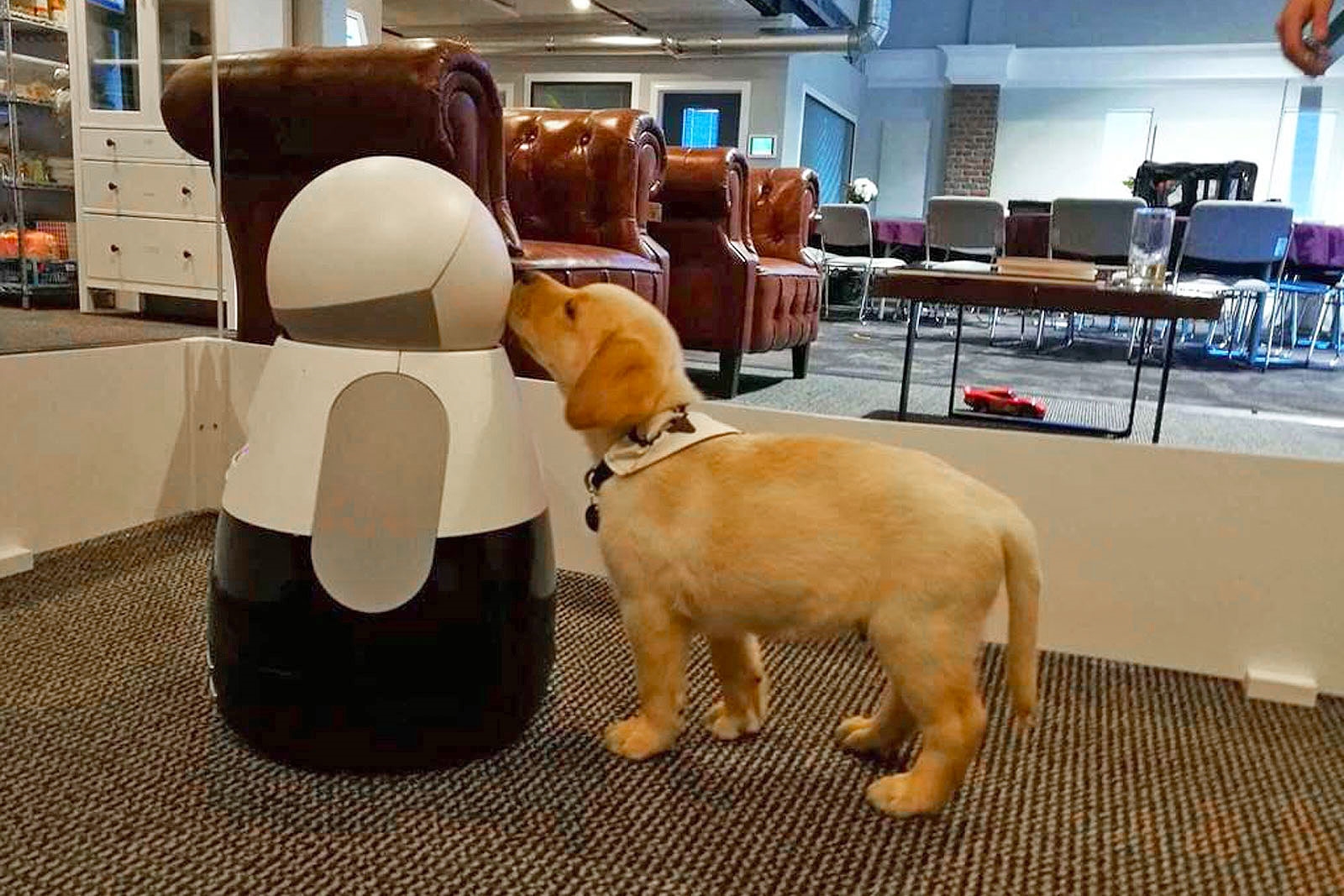 Kuri home robot can tell your pets from people | DeviceDaily.com