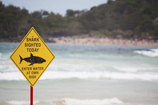 Drones will watch Australian beaches for sharks with AI help