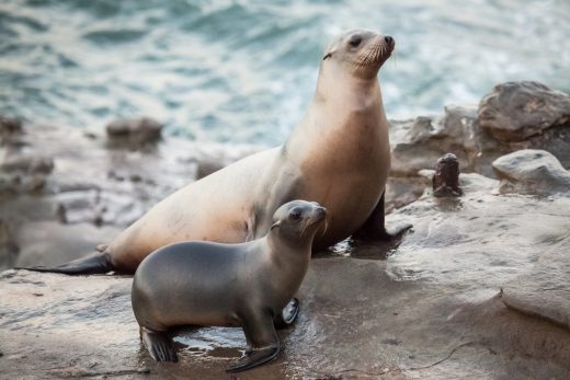 Sea lions are getting sick from toxic algae blooms