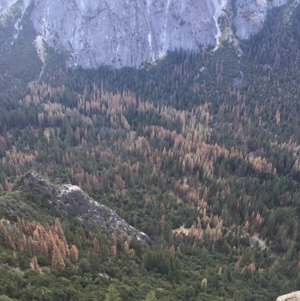 This Furniture Gives New Life To Drought-Killed, Beetle-Infested California Pines | DeviceDaily.com