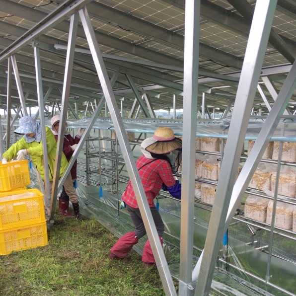 These Solar Farms Have A Secret Hiding Under Them: Mushrooms | DeviceDaily.com