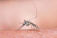 Satellites help predict malaria outbreaks months in advance