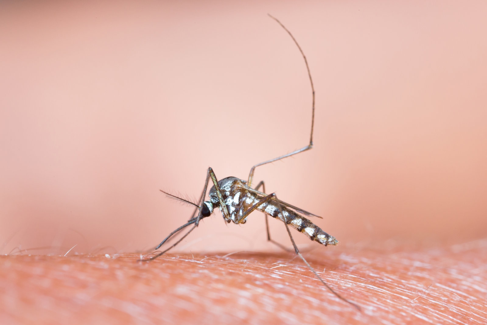 Satellites help predict malaria outbreaks months in advance | DeviceDaily.com