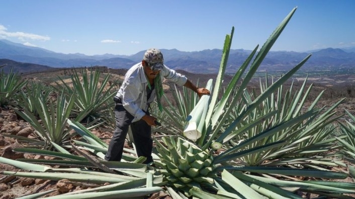 This Sustainable Mezcal Production Process Produces Both Drinks And Bricks | DeviceDaily.com