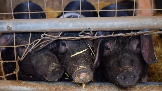 Animal rights activists are using tech to expose the horrors of factory farms