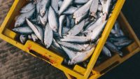 This Startup Turns Climate Pollution Into Fish Feed