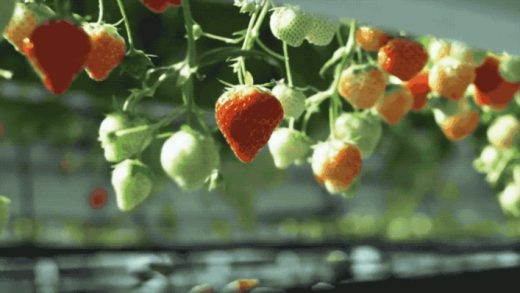 This Strawberry-Picking Robot Gently Picks The Ripest Berries With Its Robo-Hand