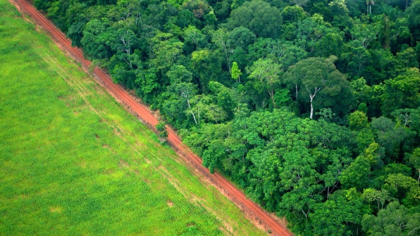 The Largest Ever Tropical Reforestation Is Planting 73 Million Trees | DeviceDaily.com