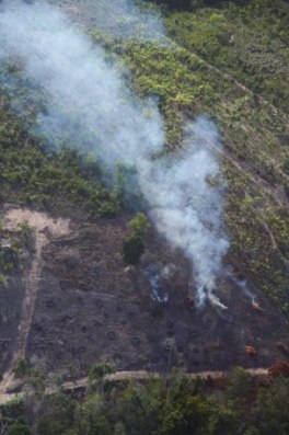 The Largest Ever Tropical Reforestation Is Planting 73 Million Trees | DeviceDaily.com