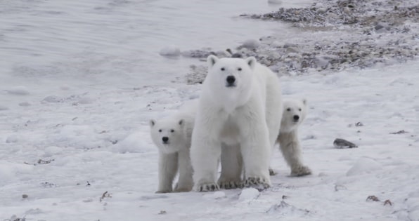 How The San Diego Zoo Is Using AI And Drones To Save Polar Bears | DeviceDaily.com