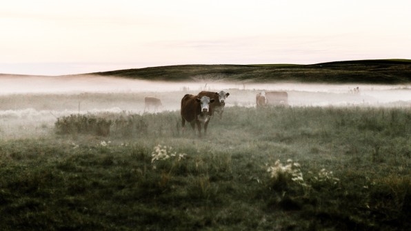 This New Probiotic Makes Cow Burps Less Damaging To The Climate | DeviceDaily.com