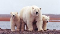 How The San Diego Zoo Is Using AI And Drones To Save Polar Bears