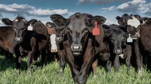 This New Probiotic Makes Cow Burps Less Damaging To The Climate