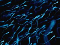 Researchers use sperm to deliver cancer drugs to tumors