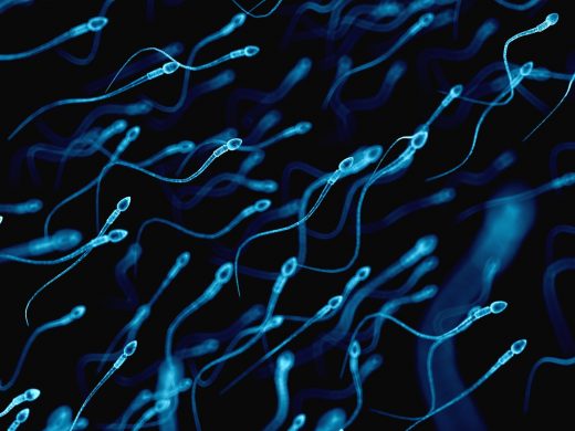 Researchers use sperm to deliver cancer drugs to tumors