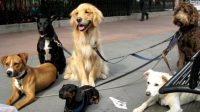 Dog-walking app Wag’s users possibly bitten by sensitive data exposure