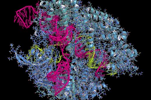 Key CRISPR gene editing methods might not work for most humans